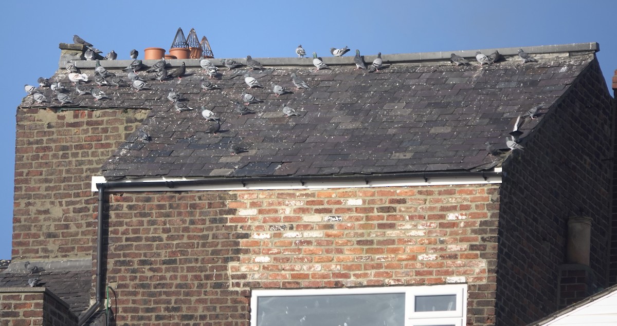 Piccione domestico - ML644692301