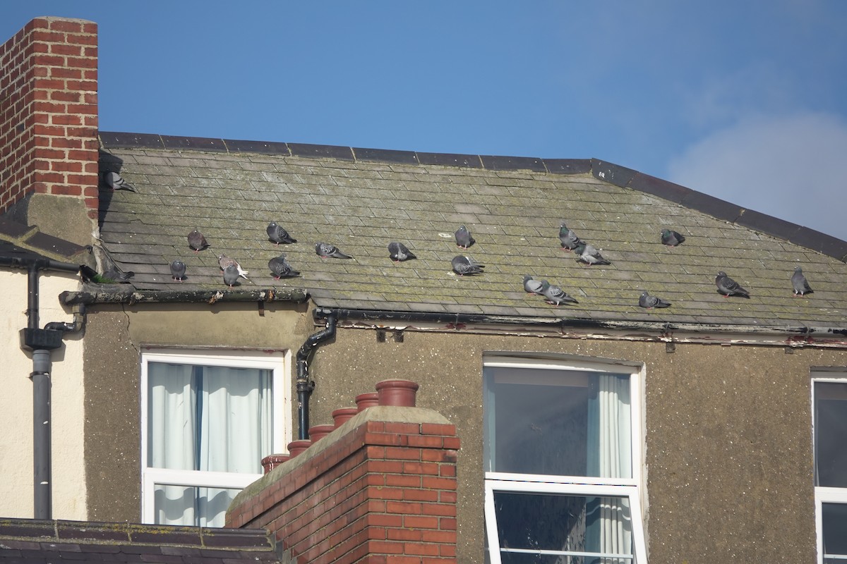 Piccione domestico - ML644692302