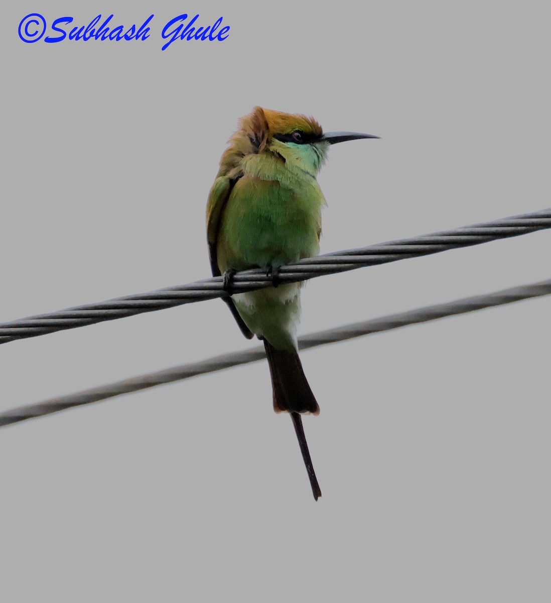 Asya Yeşil Arıkuşu - ML644692303