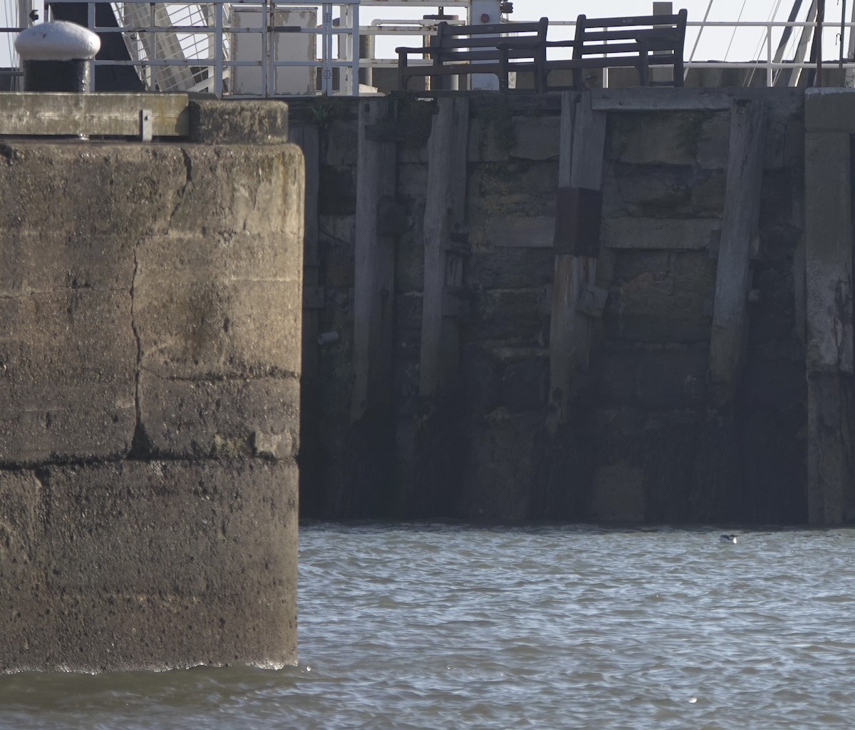 Common Murre - ML644692306