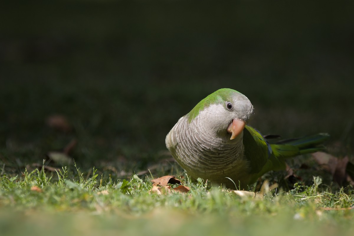 Parrocchetto monaco - ML644692307