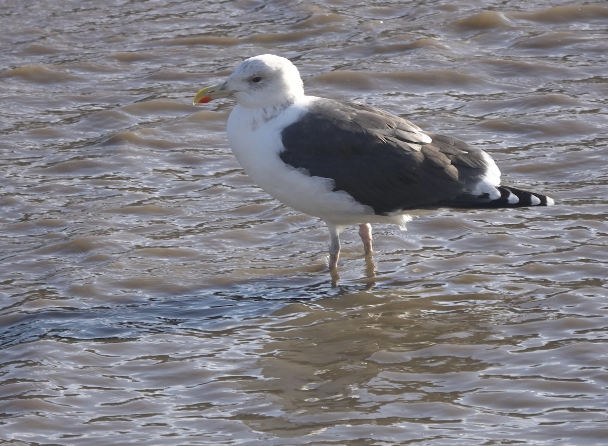 Büyük Kara Sırtlı Martı - ML644692311