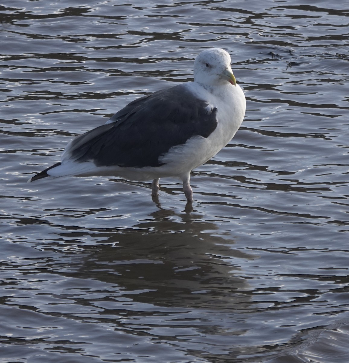 Büyük Kara Sırtlı Martı - ML644692312