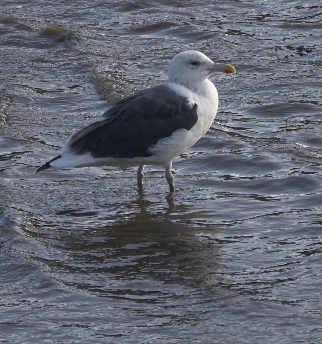 Büyük Kara Sırtlı Martı - ML644692313