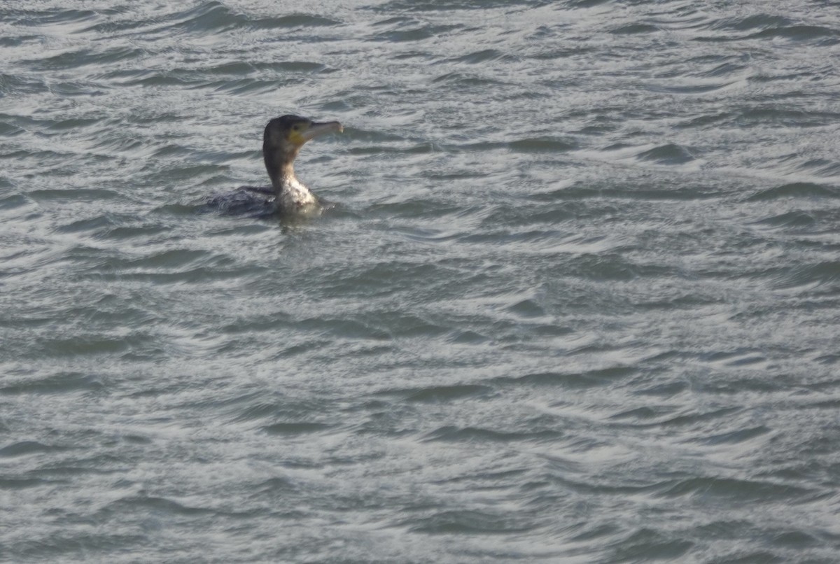 Большой баклан - ML644692314