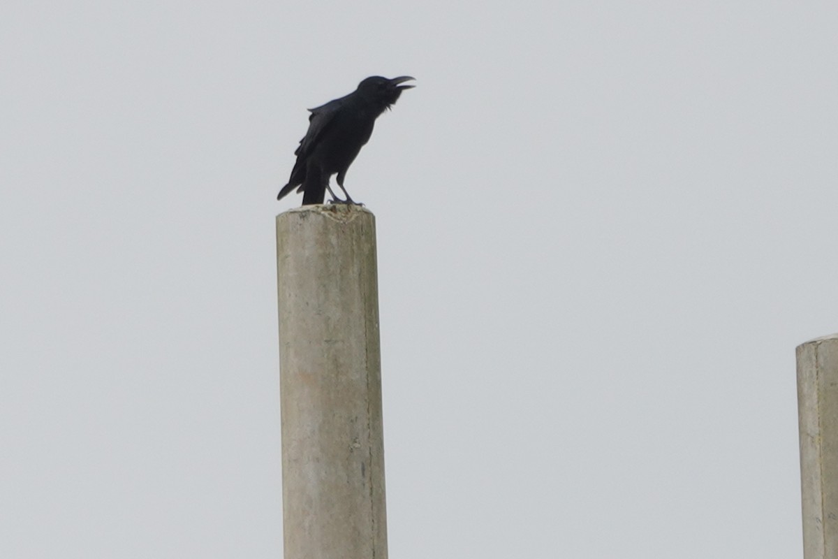 Large-billed Crow - ML644692316
