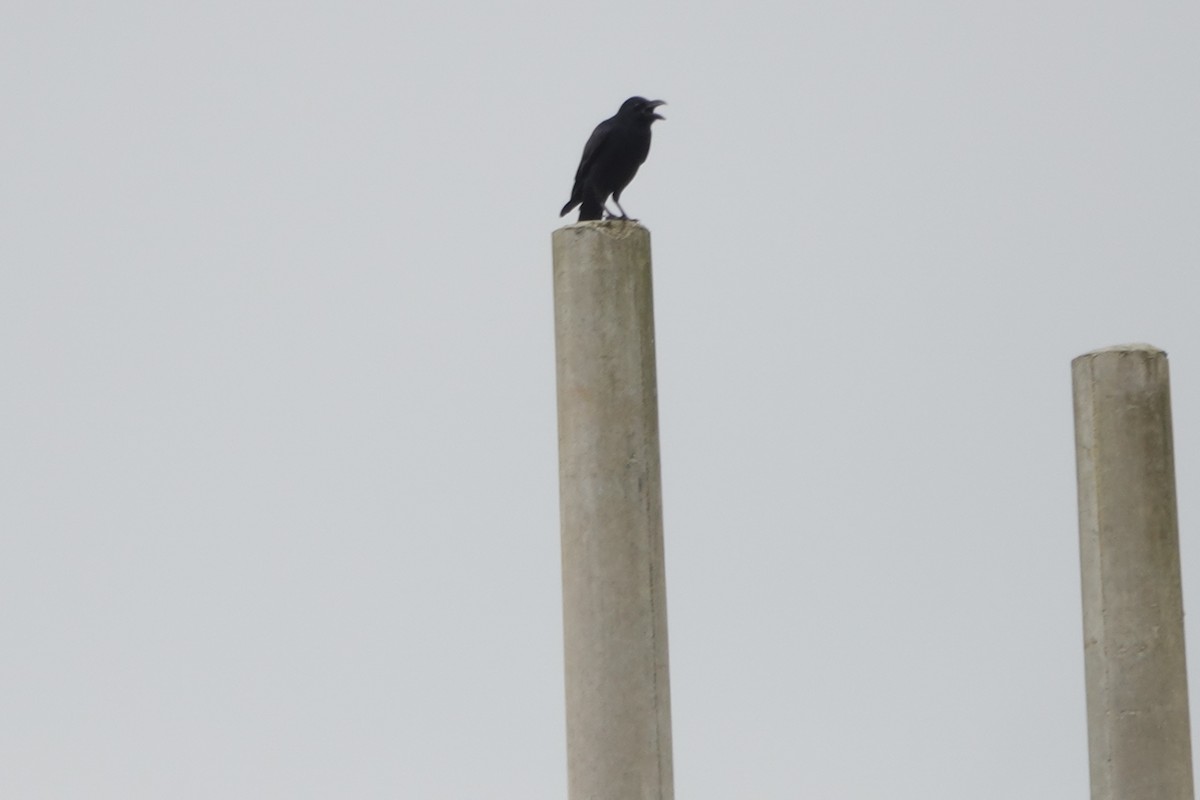 Large-billed Crow - ML644692317