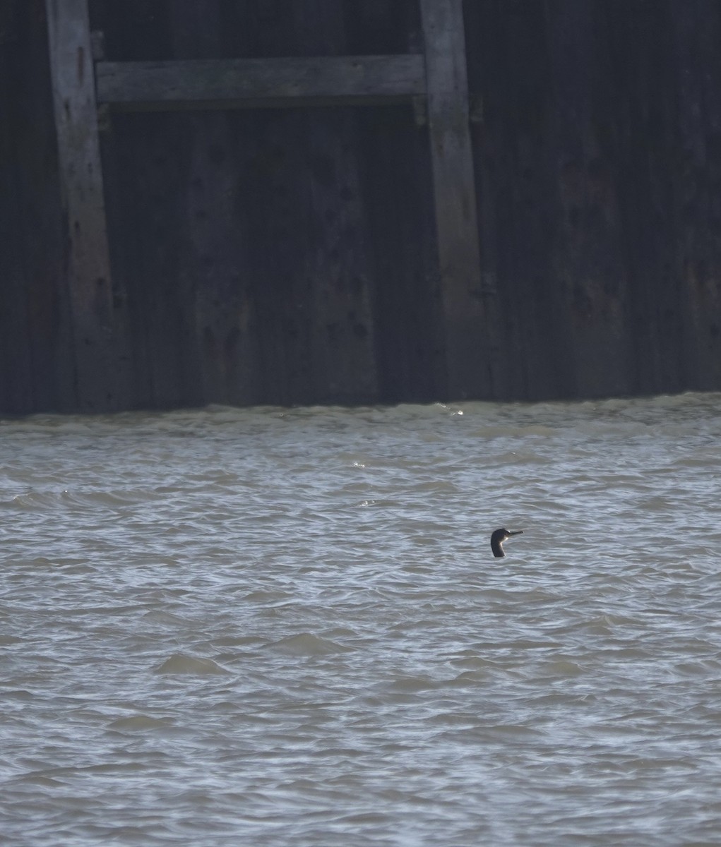 ヨーロッパヒメウ - ML644692320