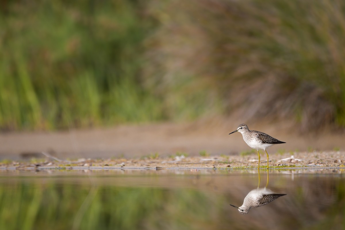 タカブシギ - ML644692322