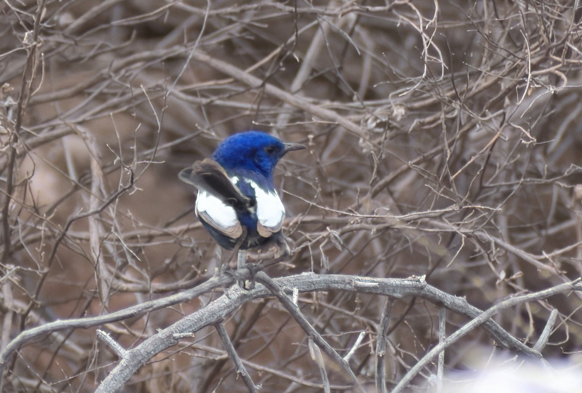 ハジロオーストラリアムシクイ - ML644692343