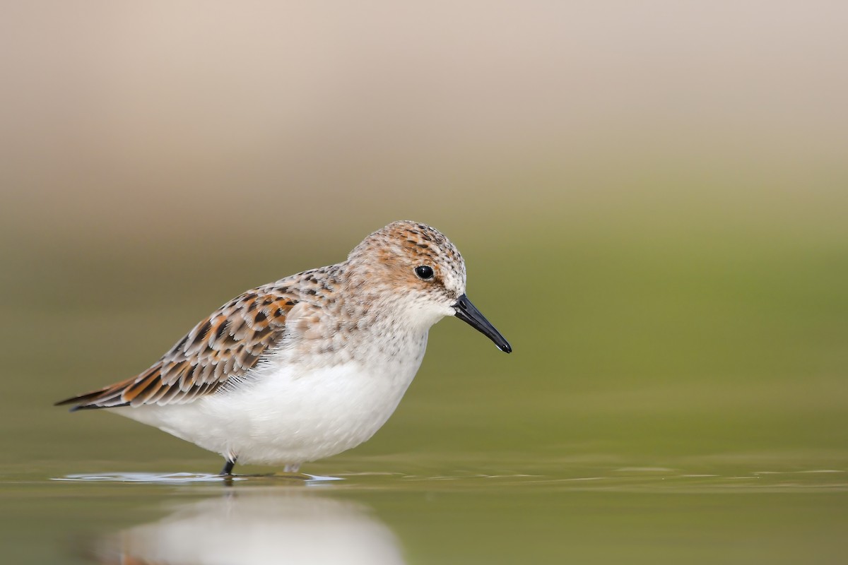 Одой элсэг - ML644692344