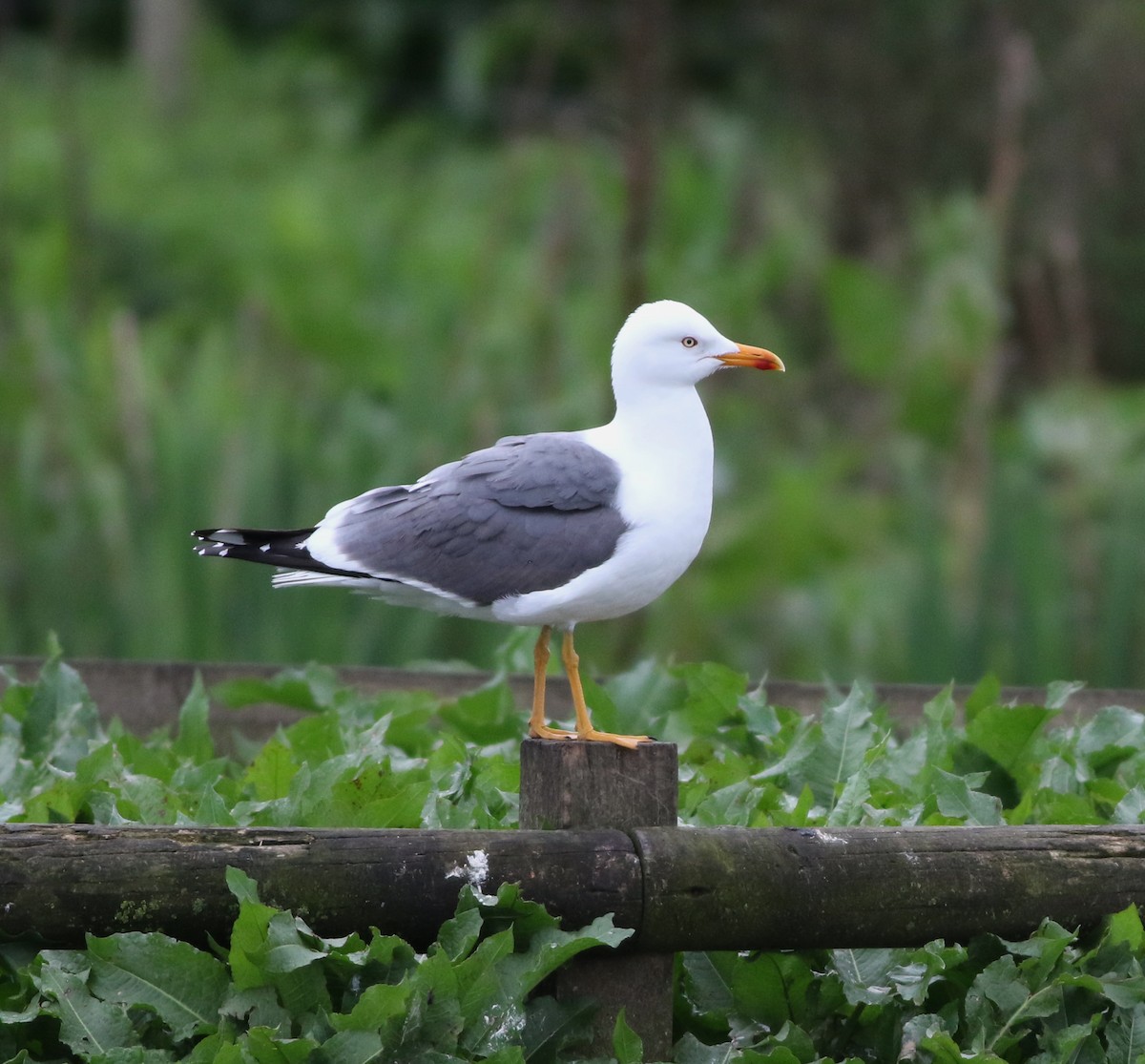 Heringsmöwe - ML644692346