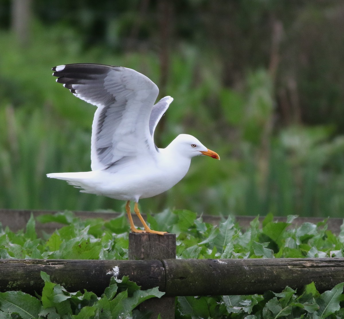 Heringsmöwe - ML644692348