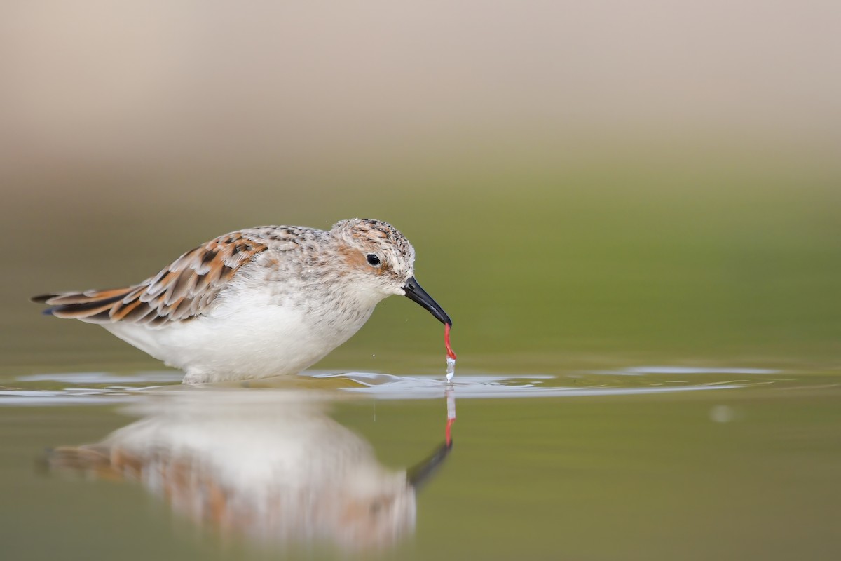 Одой элсэг - ML644692350