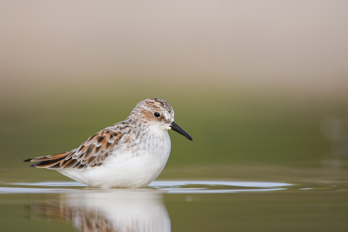 Одой элсэг - ML644692351