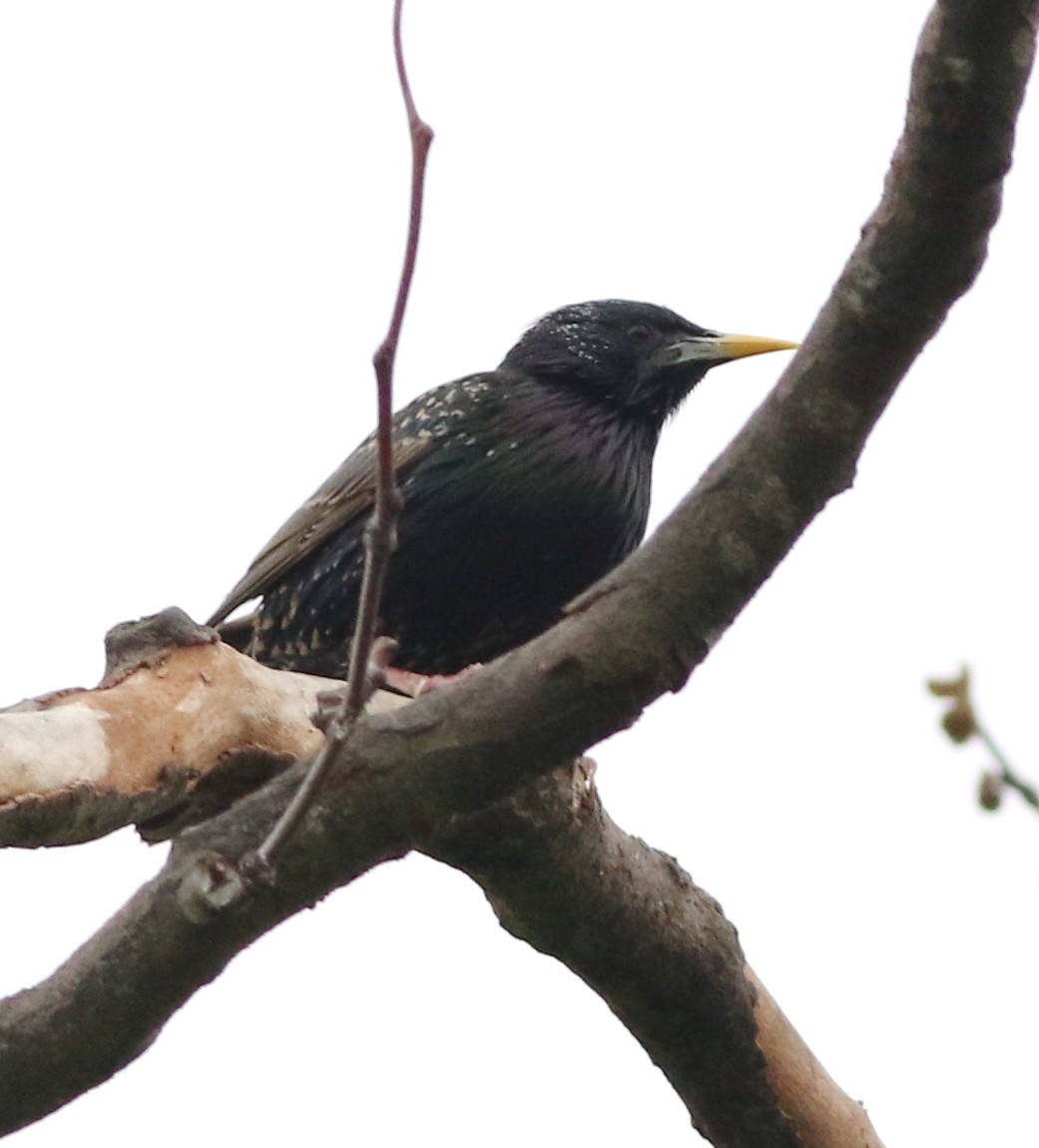 Шпак звичайний - ML644692363