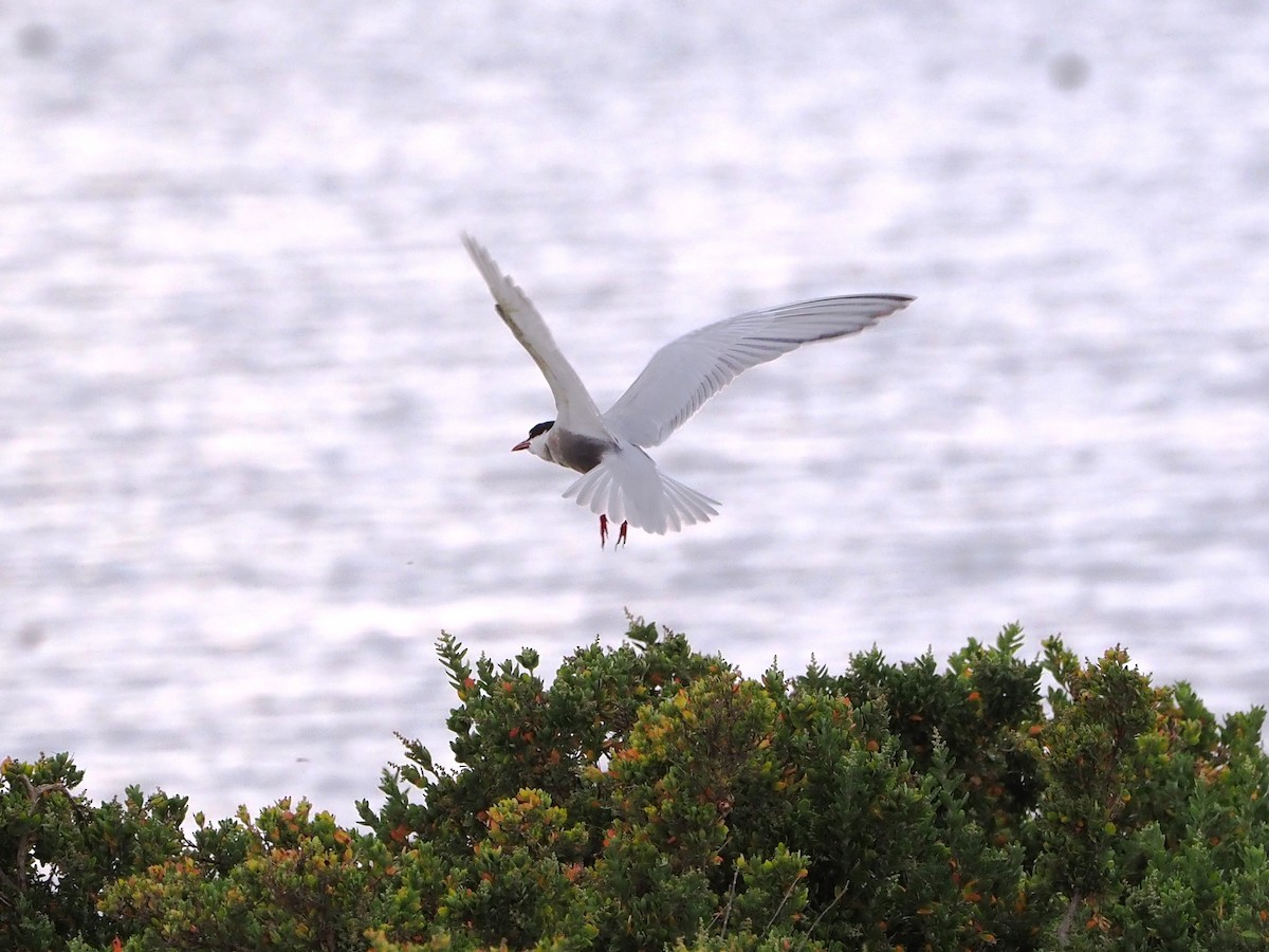 クロハラアジサシ - ML644692368