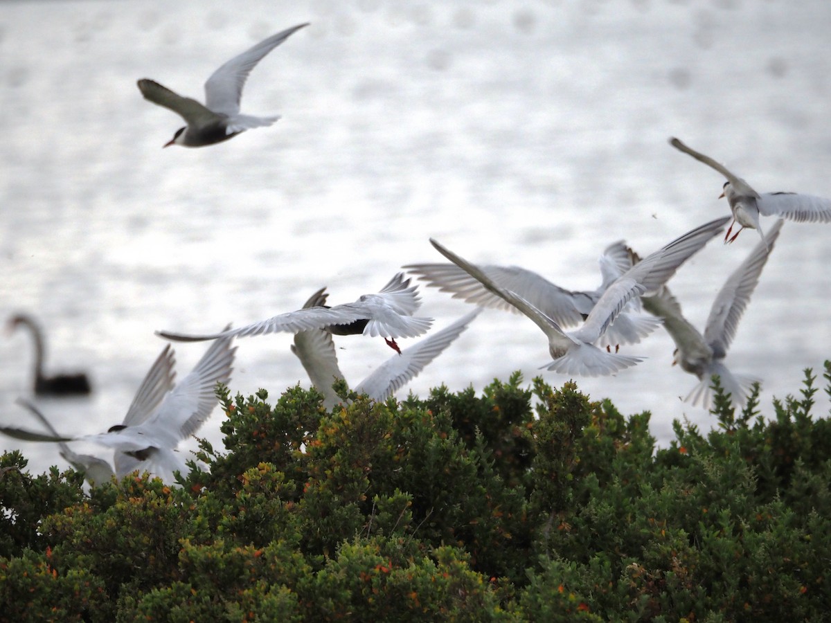 クロハラアジサシ - ML644692369