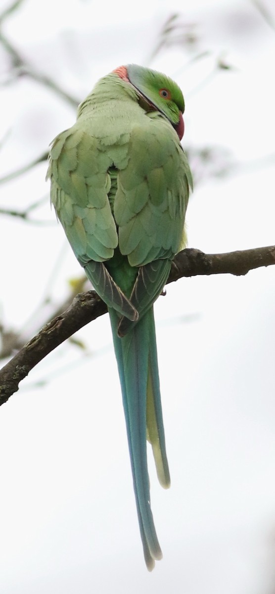 Parrocchetto dal collare - ML644692373