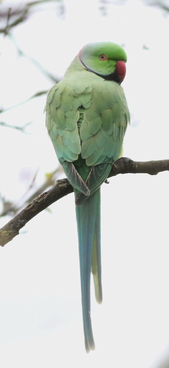 Parrocchetto dal collare - ML644692374