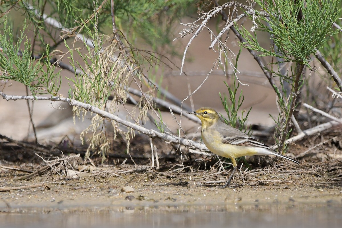 黃頭鶺鴒 - ML644692379