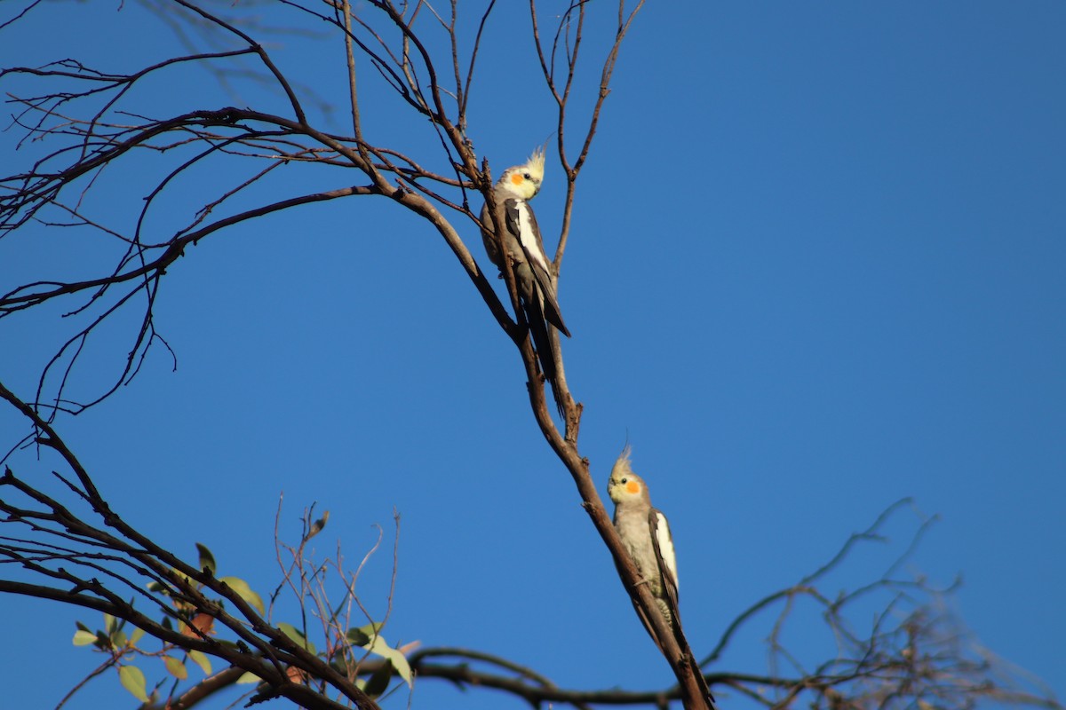 Cockatiel - ML644692380