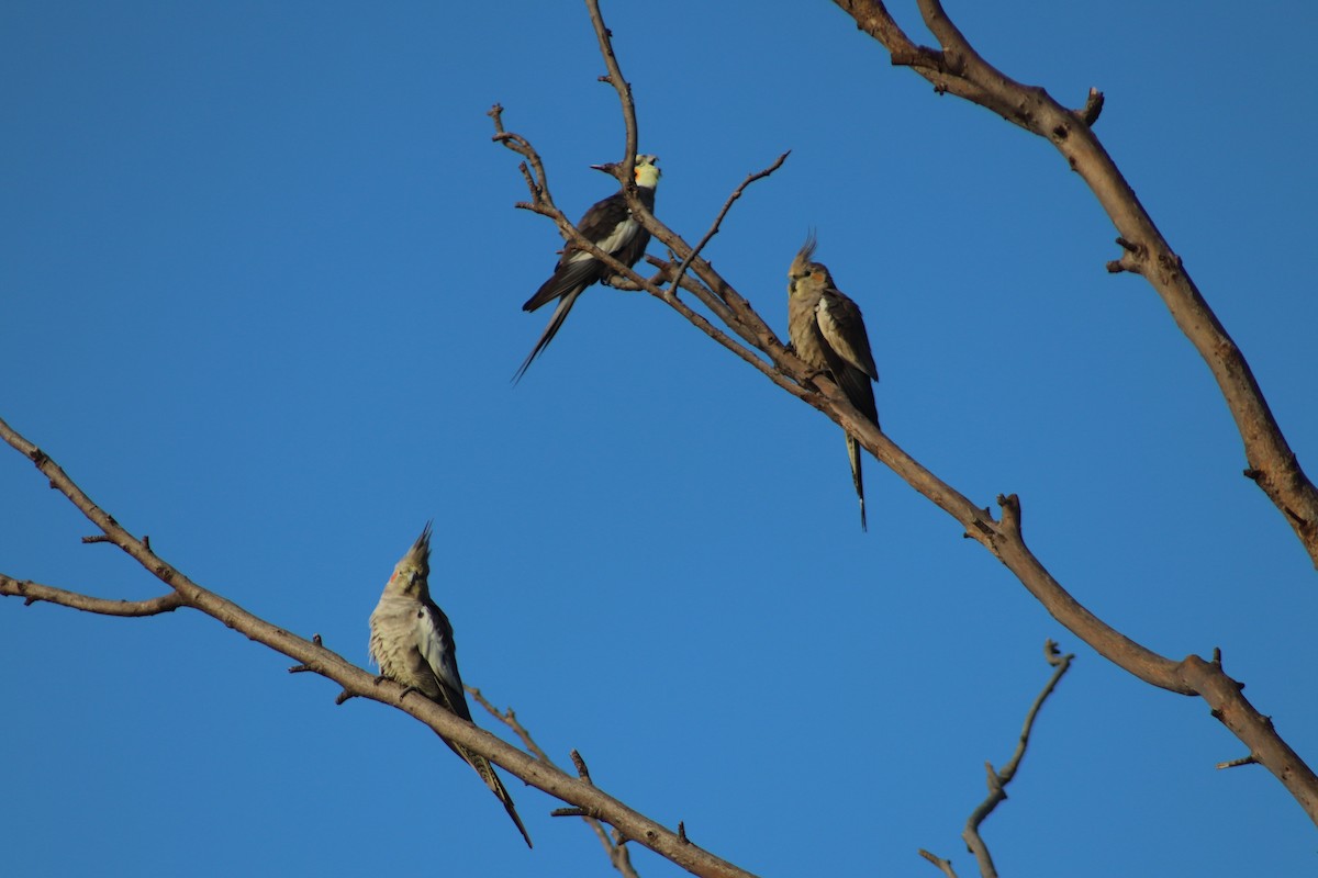 Cockatiel - ML644692381