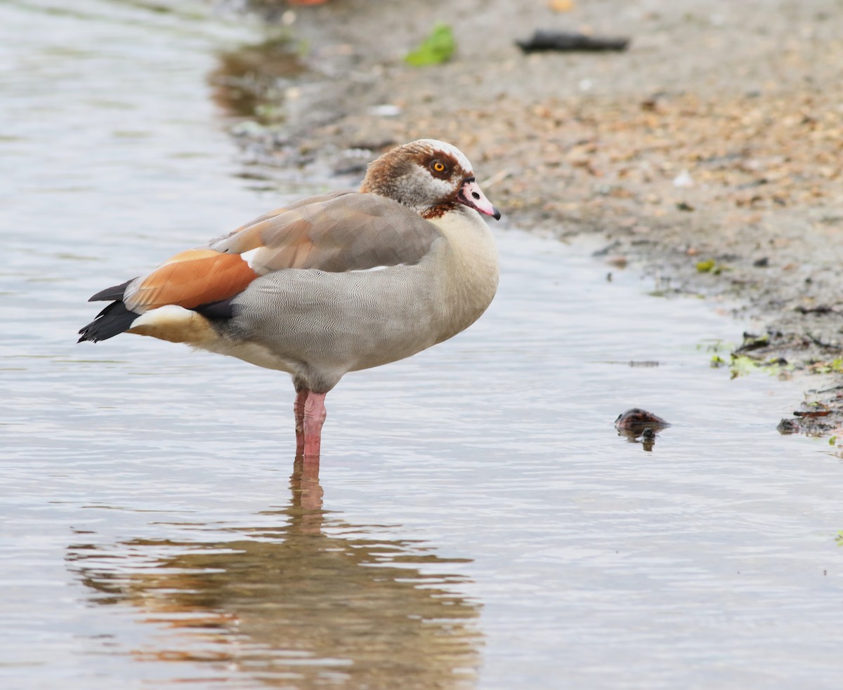 Oca egiziana - ML644692382