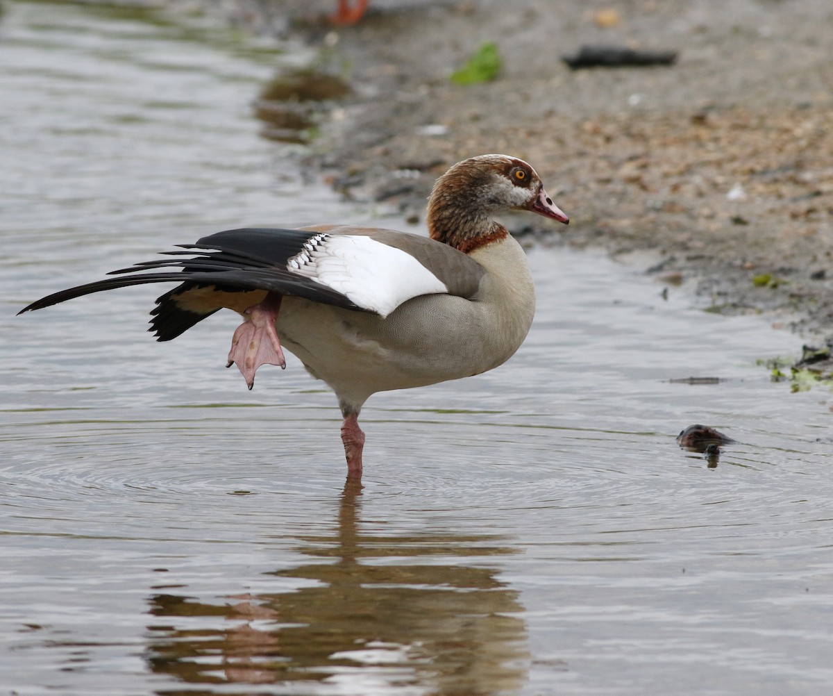 Oca egiziana - ML644692383