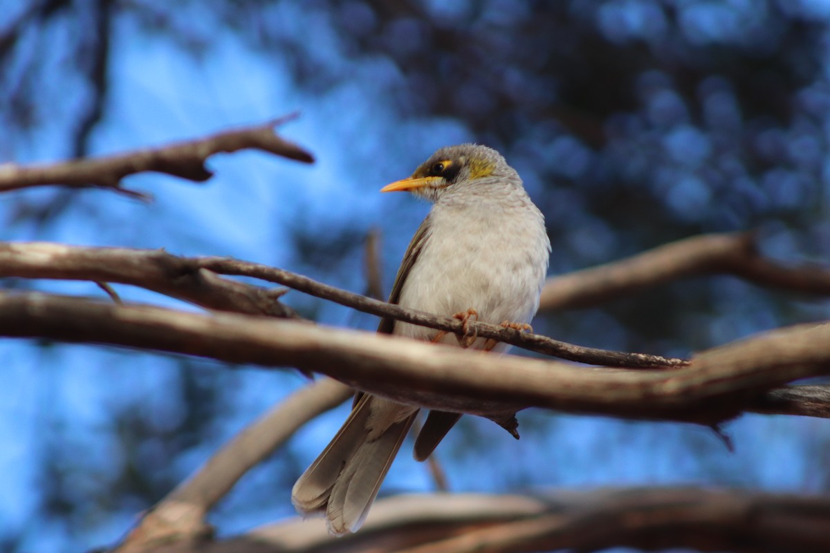 Yellow-throated Miner - ML644692388