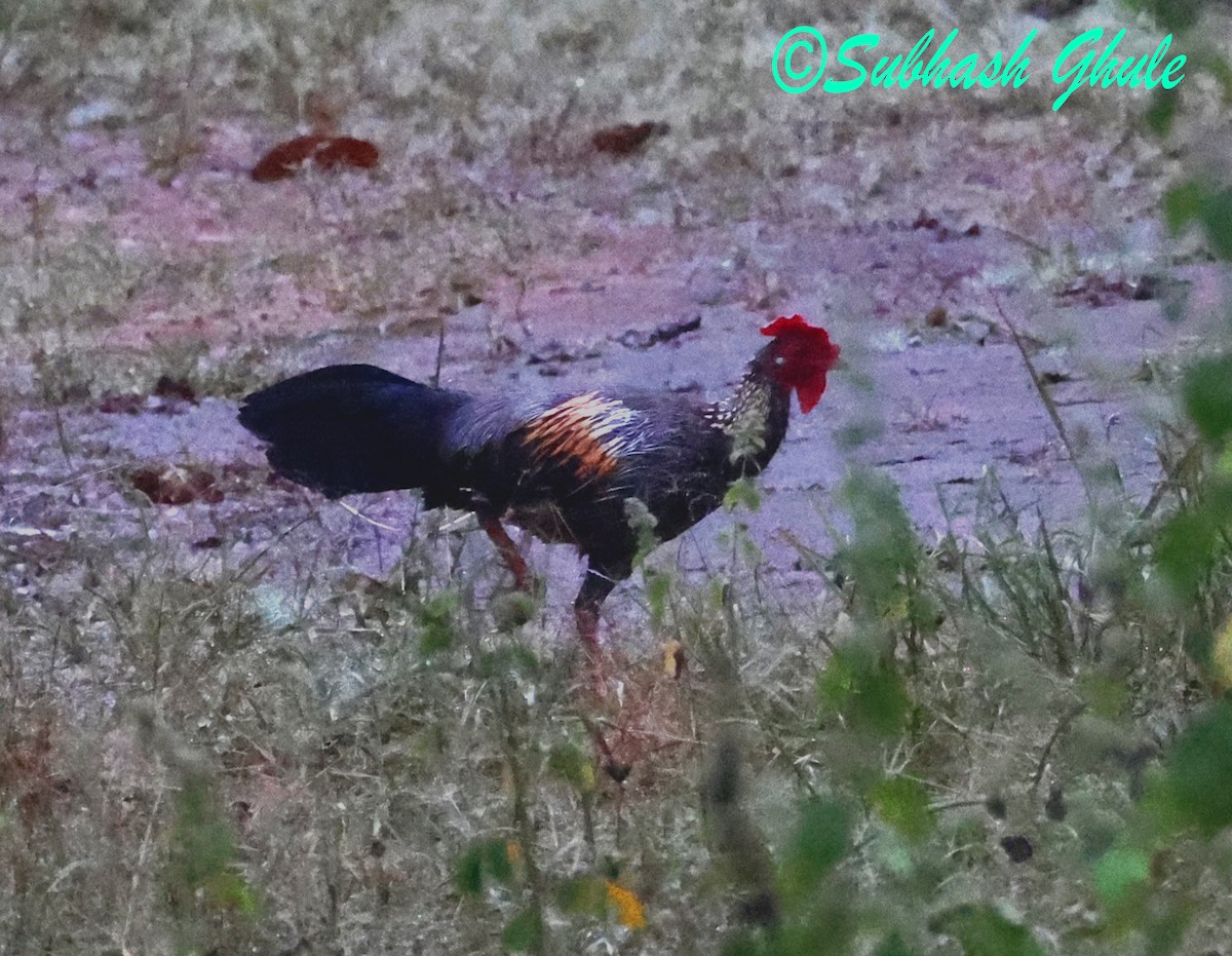 Benekli Yaban Tavuğu - ML644692389