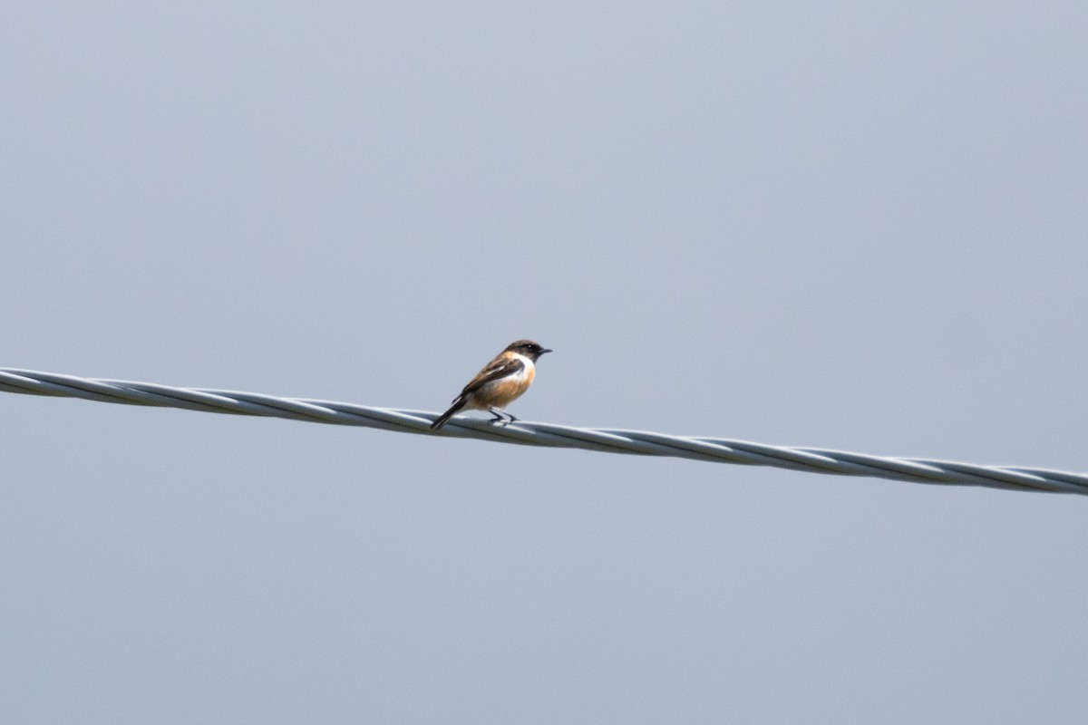 European Stonechat - ML644692400