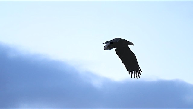 White-tailed Eagle - ML644692402