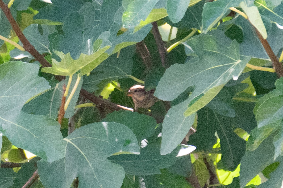 İtalyan Serçesi - ML644692405