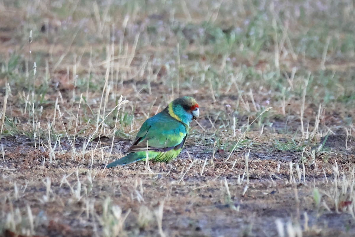 Australian Ringneck - ML644692410
