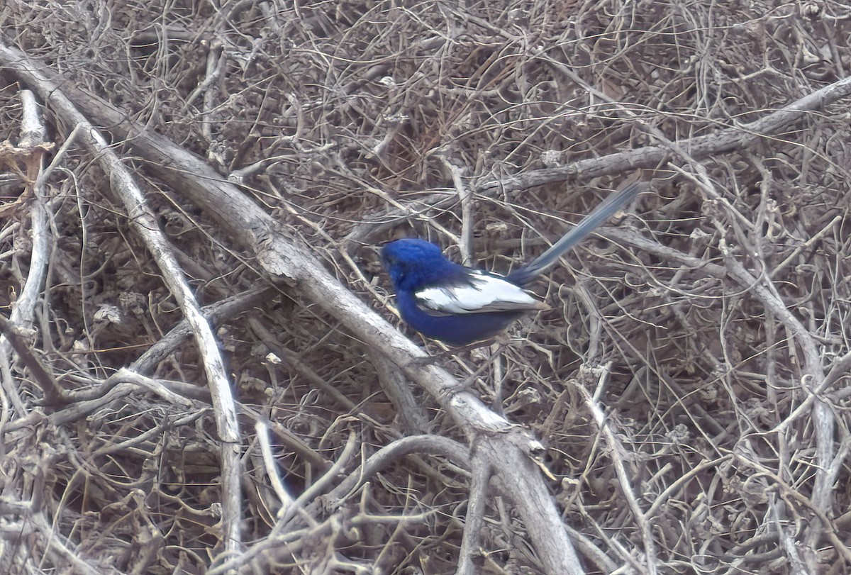 ハジロオーストラリアムシクイ - ML644692413