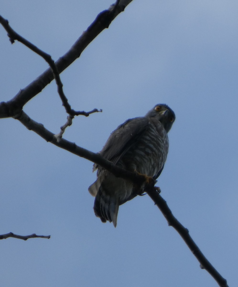 カンムリオオタカ - ML644692415