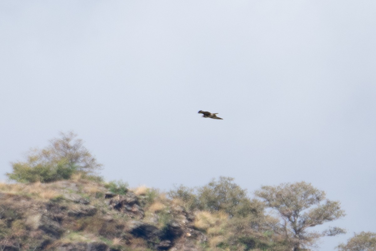 Buse variable - ML644692417