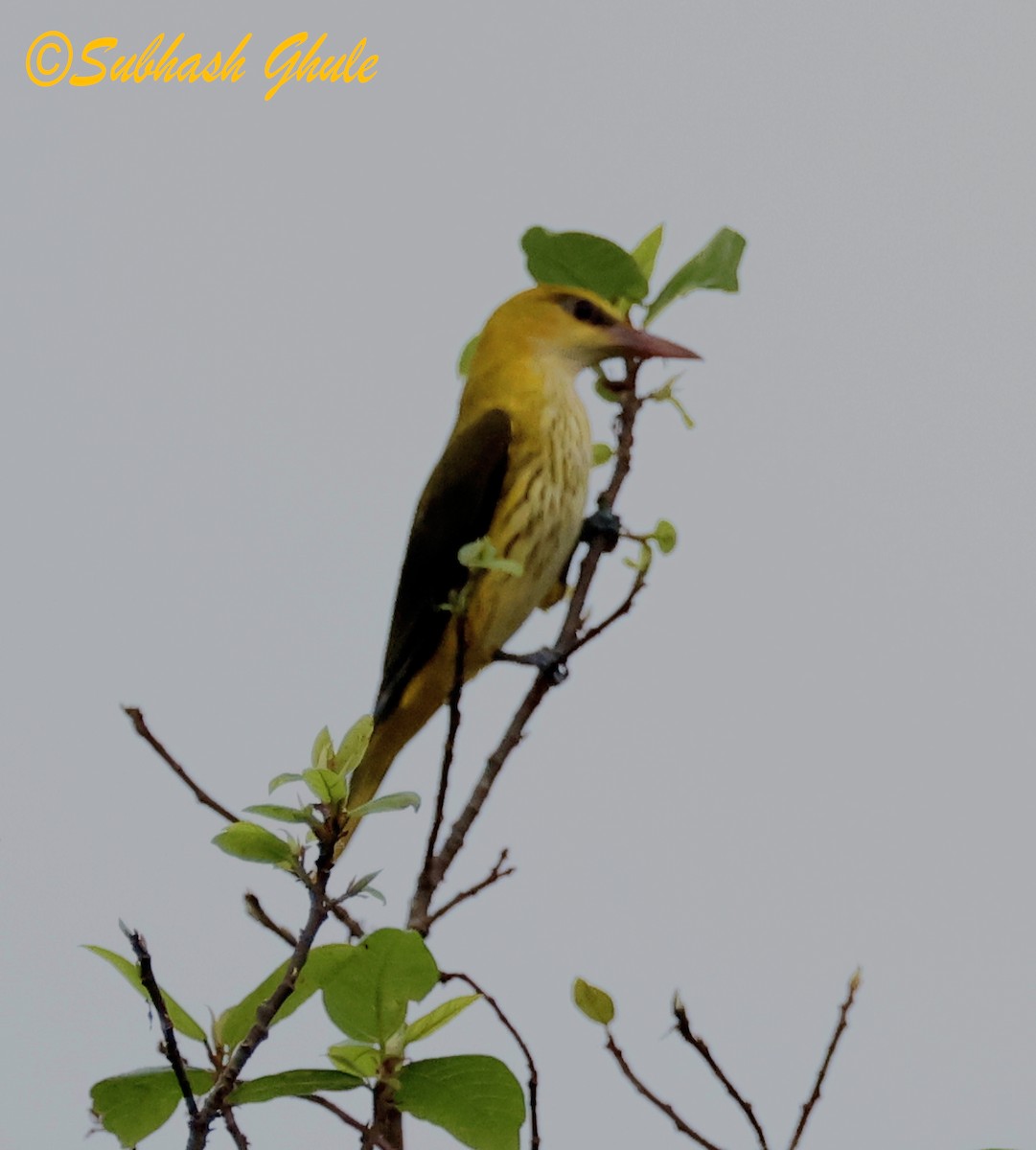 Hint Sarıasması - ML644692422