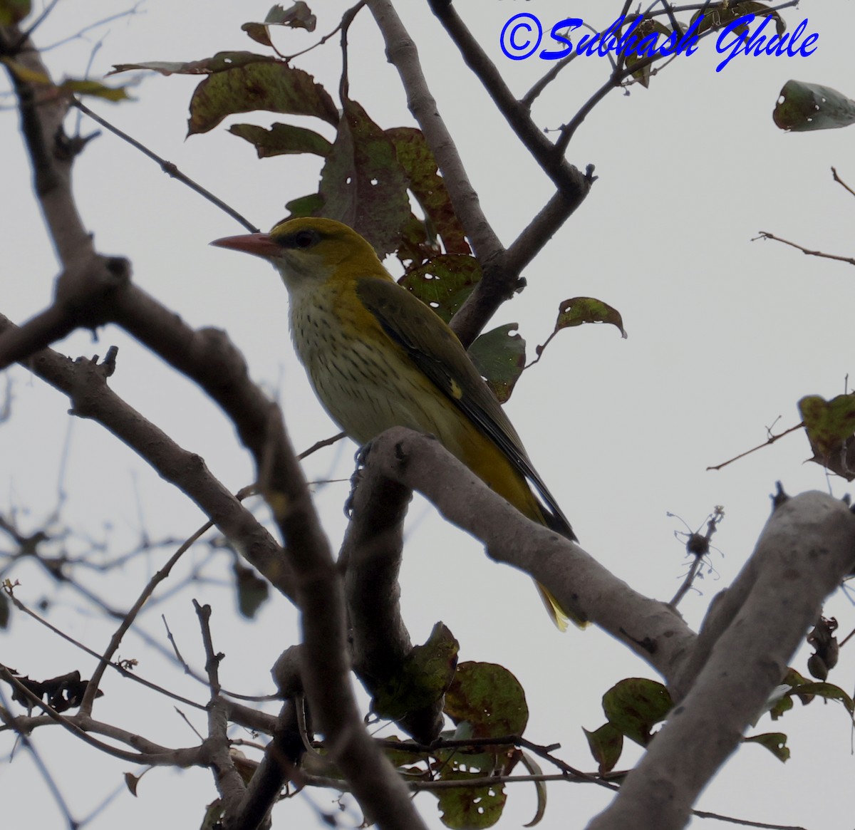 Hint Sarıasması - ML644692423