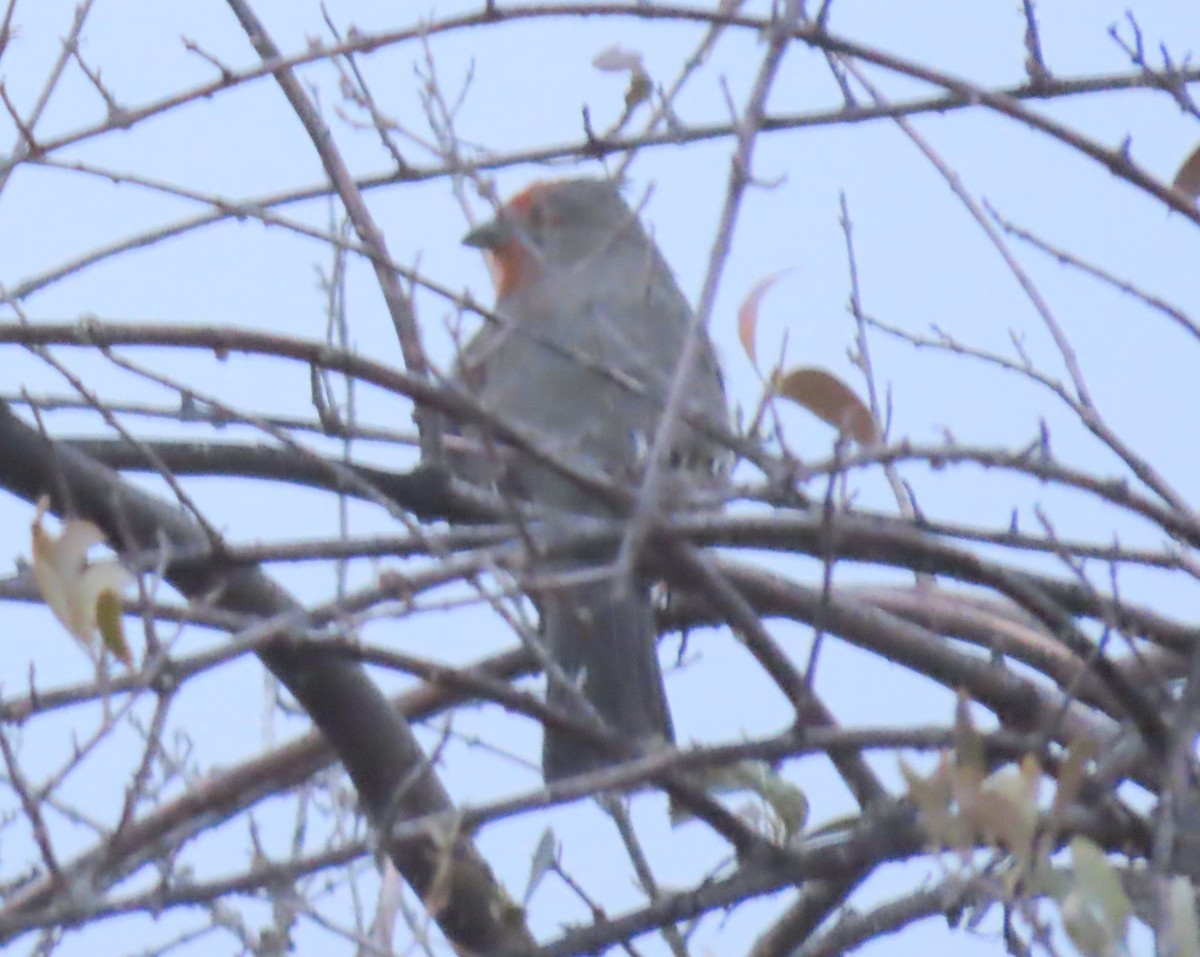 White-tipped Plantcutter - ML644692424