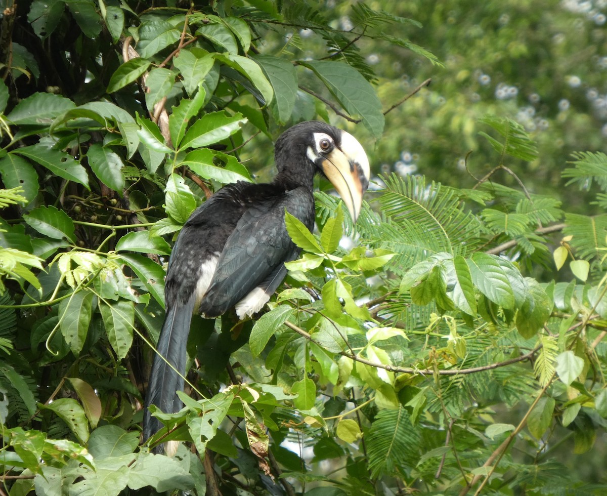 キタカササギサイチョウ - ML644692427