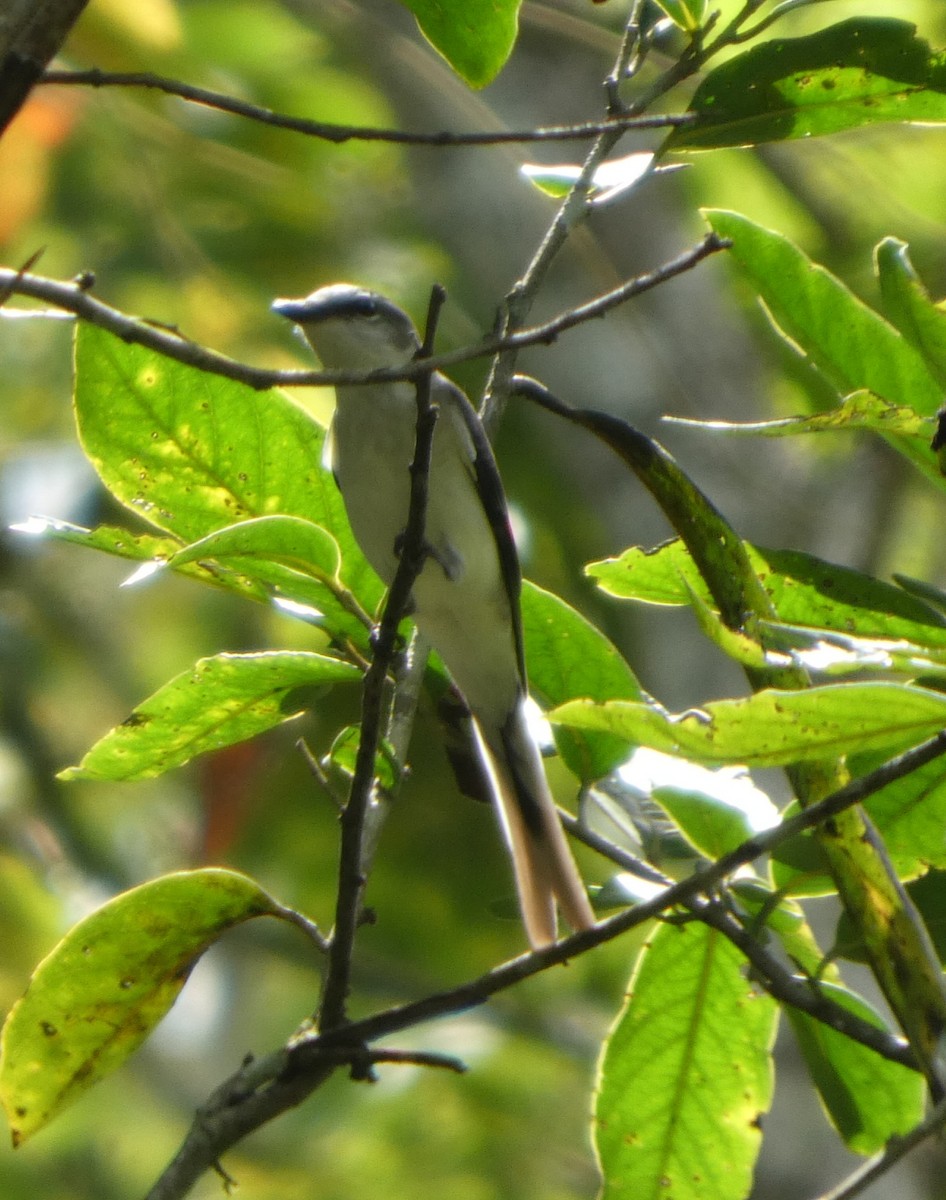 小灰山椒鳥 - ML644692429