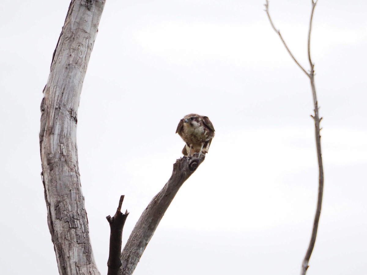 Uzun Bacaklı Doğan - ML644692430