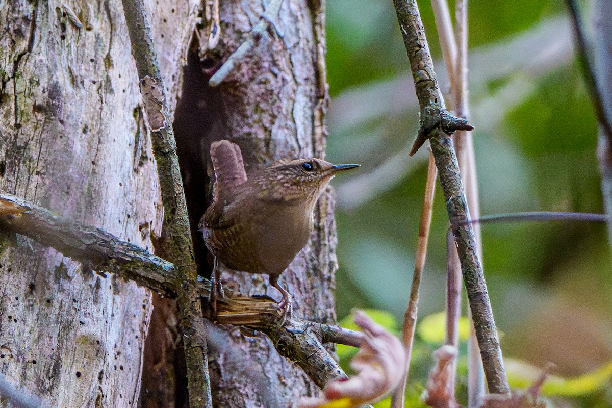 フユミソサザイ - ML644692431