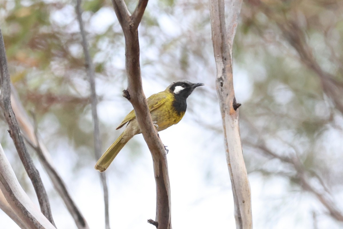 White-eared Honeyeater - ML644692435