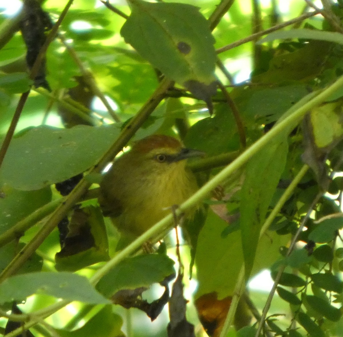 Синчівка жовточерева - ML644692439