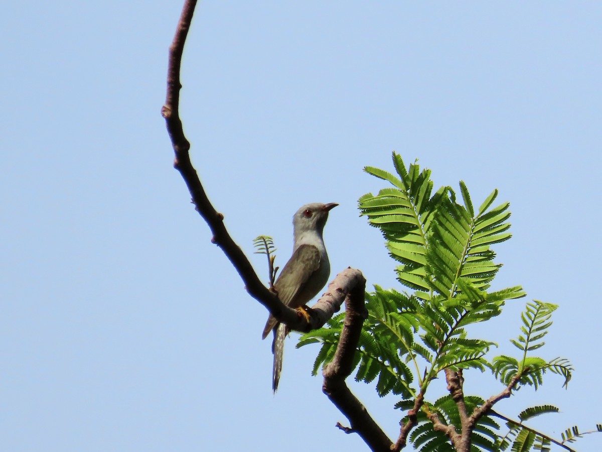 ヒメカッコウ - ML644692440