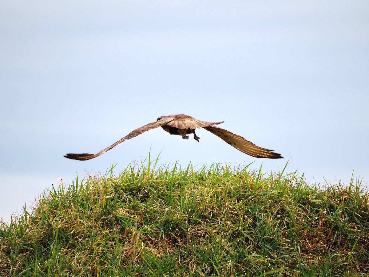 Uzun Bacaklı Doğan - ML644692442