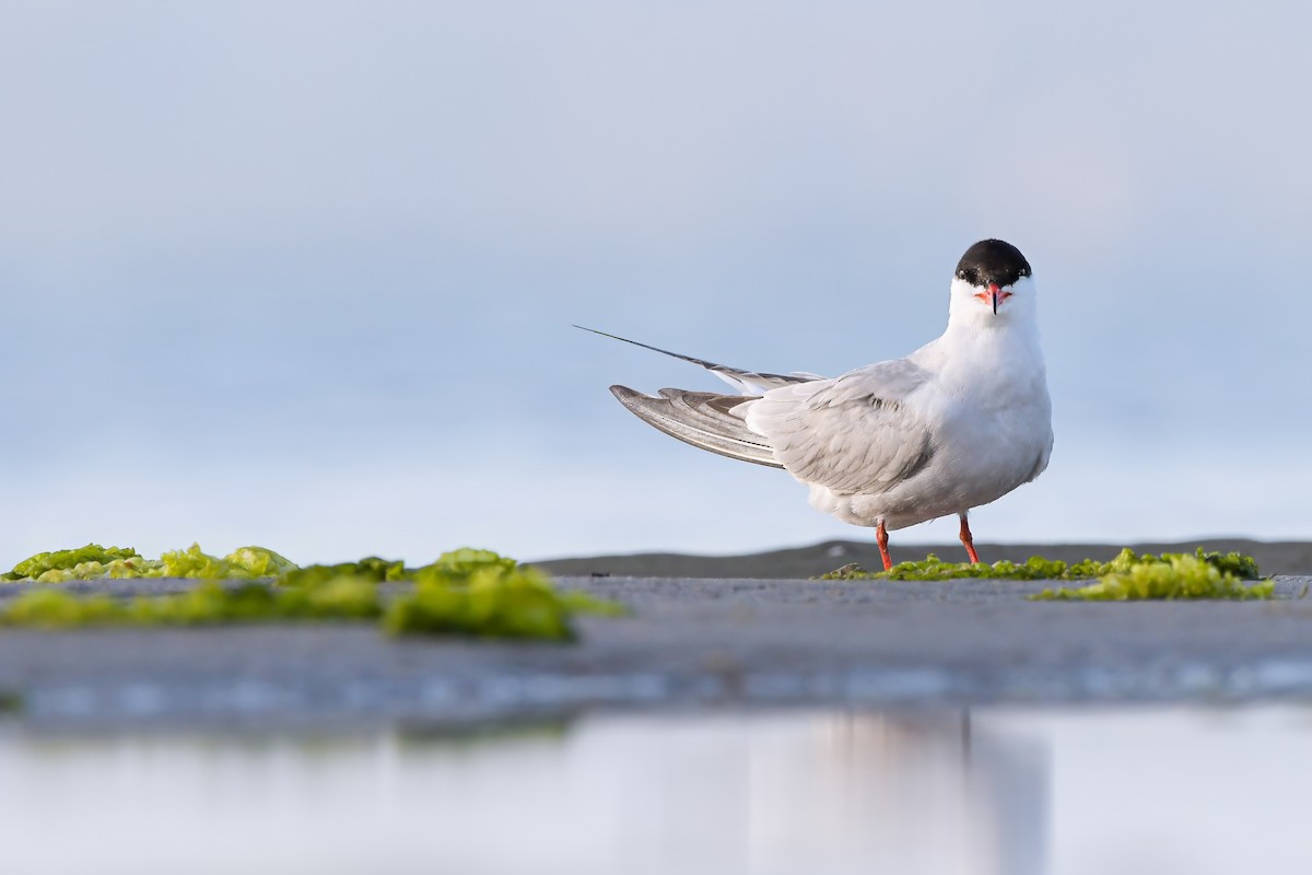 Common Tern - ML644692446